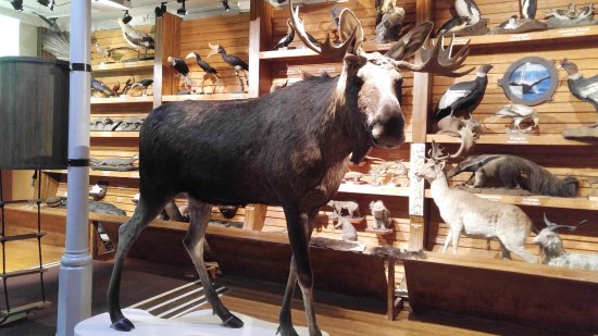 NTNU University Museum